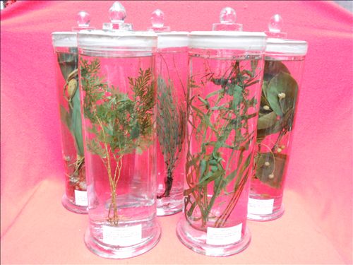 中草药保色浸制标本